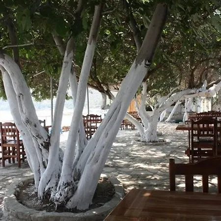 Sahil Mazı